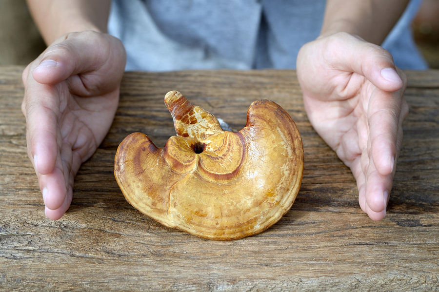 reishiganoderma